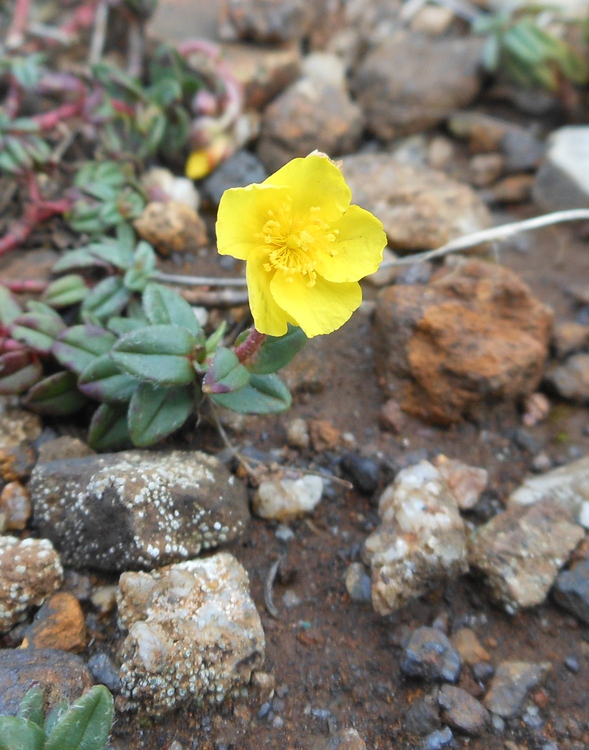 Helianthemum oelandicum subsp. italicum / Eliantemo rupino